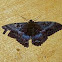 Black Witch Moth (female)