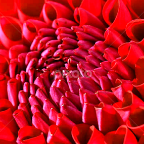 Red Flower by Wendy Milne - Flowers Single Flower