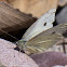 Green-veined White