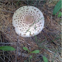 Green-Spored Lepiota