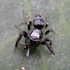 Salticidae spider