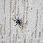 Bug-mimicking Swift Spider