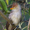 Guira Cuckoo