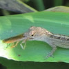 Baby brown anole