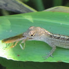 Baby brown anole