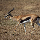 Thomson's gazelle