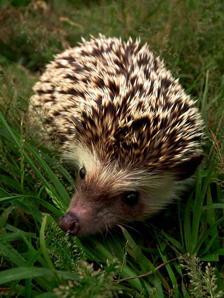 African Pygmy Hedgehog