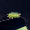 Spiny Slug Caterpillar