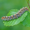 Oak Eggar caterpillar
