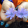 Common Chicory