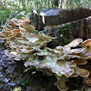giant polypore or black-staining polypore