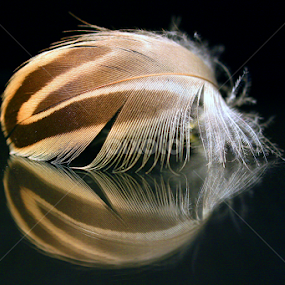 Duck Feather Reflection by Phil Le Cren - Artistic Objects Other Objects