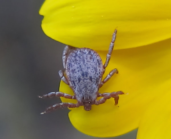 Pacific Coast Tick Male Project Noah