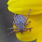 Pacific Coast Tick (male)