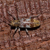 Flat faced Longhorn Beetle