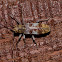 Flat faced Longhorn Beetle