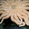Sunflower Sea Star