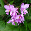 purple ground orchid