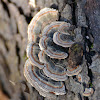 turkey tail fungi