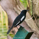 Oriental Magpie Robin