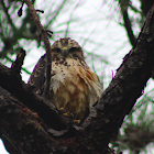 broad winged hawk