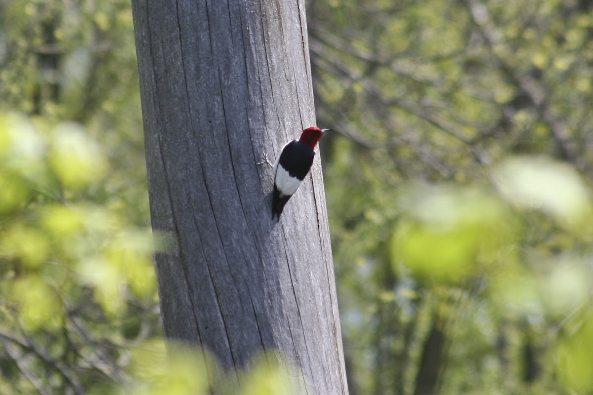 Red-Headed Woodpecker