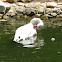 Coscoroba swan