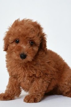かわいい子犬のライブ壁紙 Androidアプリ Applion