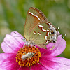 Juniper hairstreak