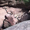 Sonoran coral snake