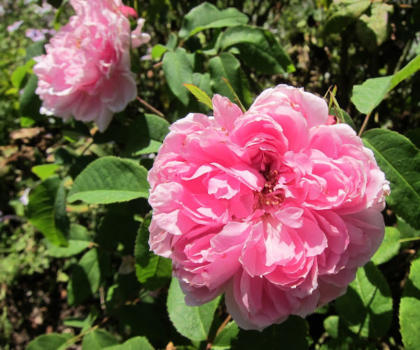 Damask Roses | Project Noah