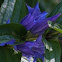 Willow Gentian