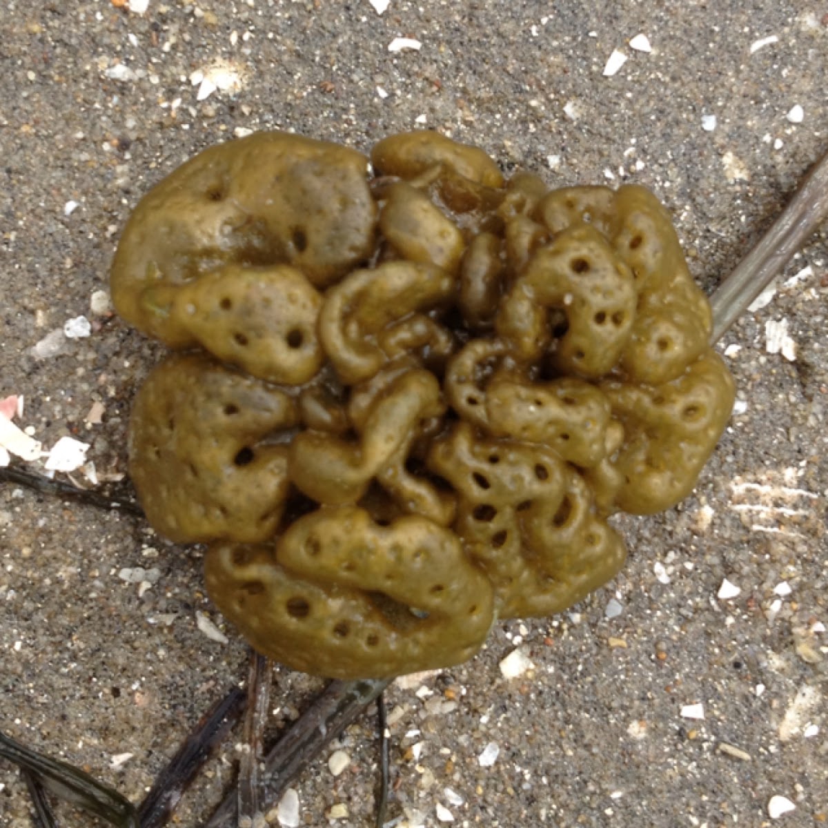 Puff ball algae