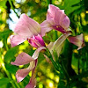Pine Pink Orchid