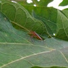Leaf-footed Bug?