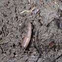 Worm and insect