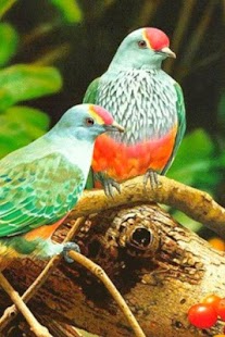 Birds Wallpaper Screenshots 6