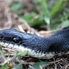 Texas Rat Snake