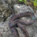 Brown watersnake