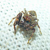 Mini Jumping Spider