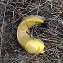 Banana Slug