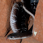 Cover Image of Скачать Indian Snakes 3.1 APK