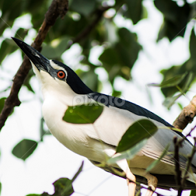 Black Crowned Night Heron by Sankar Singha - Animals Birds