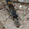 Thread-Waisted Wasp (with prey)