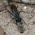 Thread-Waisted Wasp (with prey)