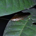 Dubia Cockroach