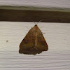Vetch Looper Moth - Hodges#8733