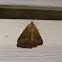 Vetch Looper Moth - Hodges#8733