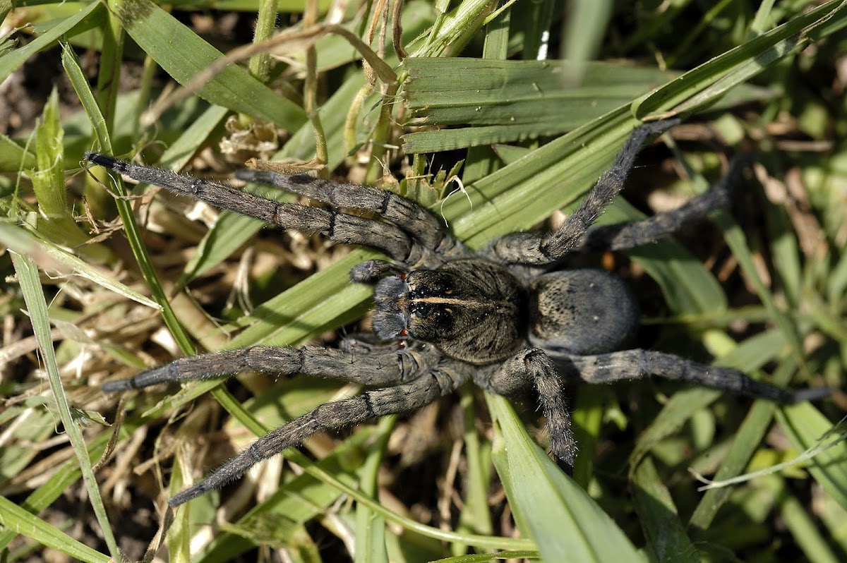 Carolina wolf spider