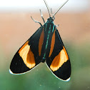 Arctiid Moth